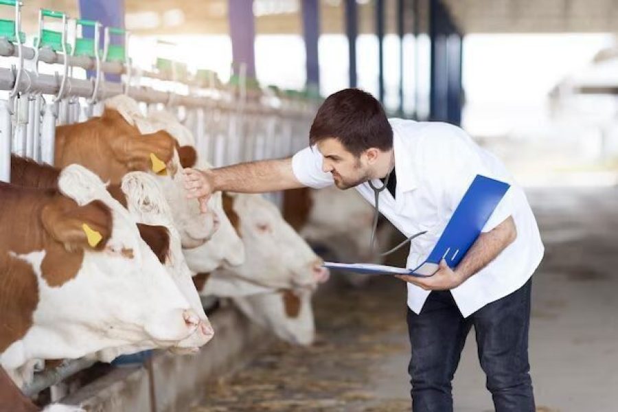 exportação carga viva